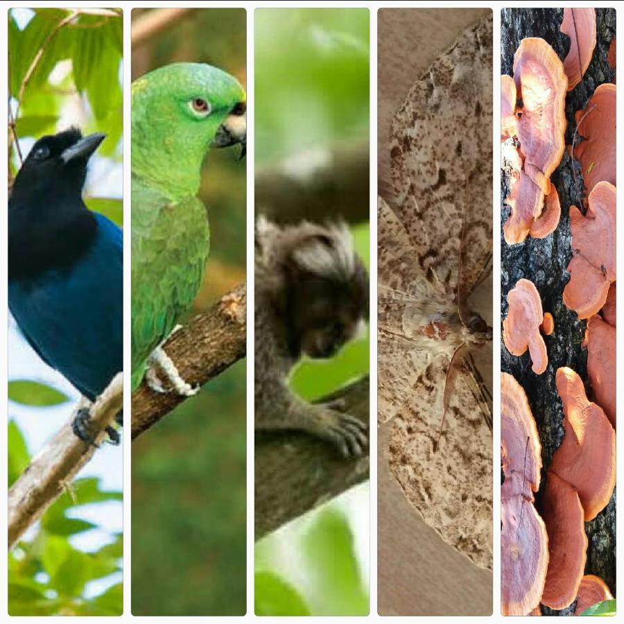 Pousada Hang Conectada Com A Natureza フロリアノポリス エクステリア 写真