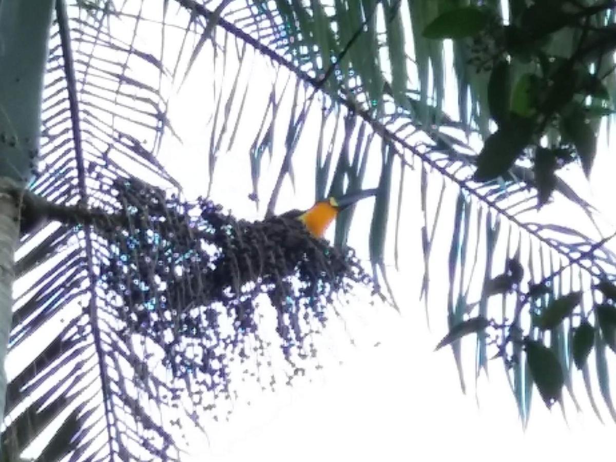 Pousada Hang Conectada Com A Natureza フロリアノポリス エクステリア 写真