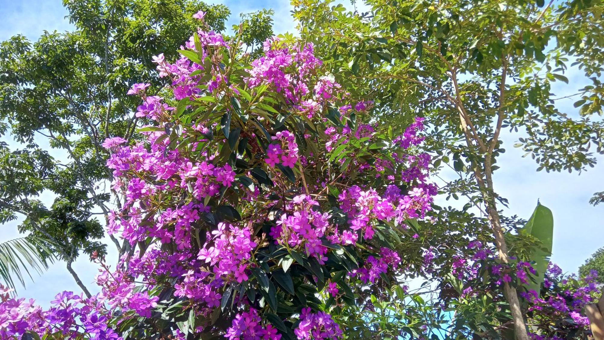 Pousada Hang Conectada Com A Natureza フロリアノポリス エクステリア 写真